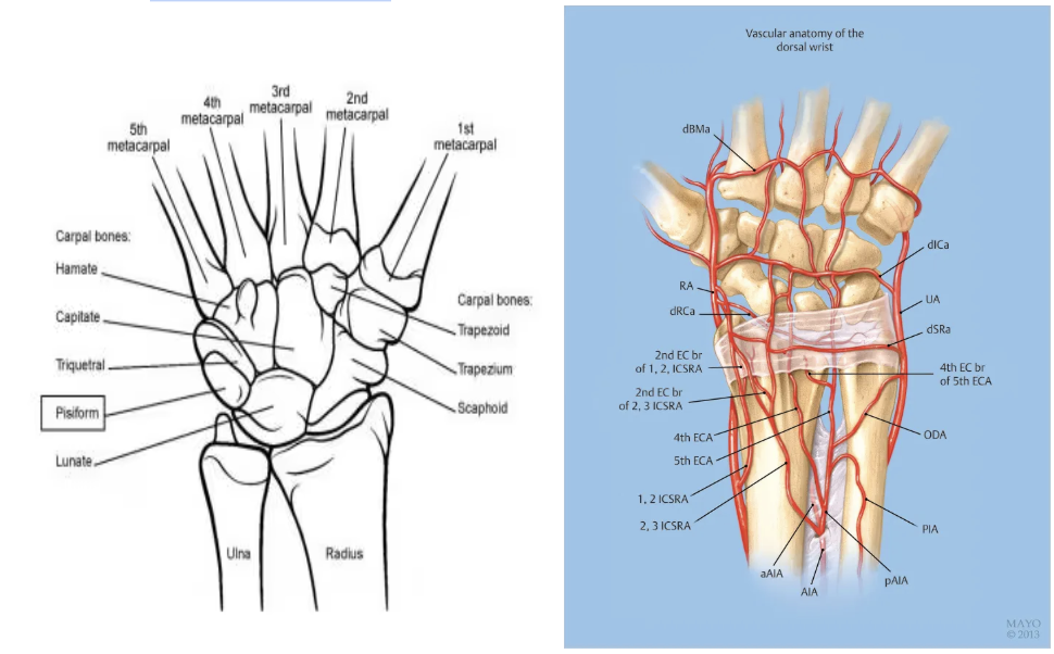 Distal Radius Fractures and Splinting — Kwak Talk Distal Radius Fractures and Splinting — Kwak Talk